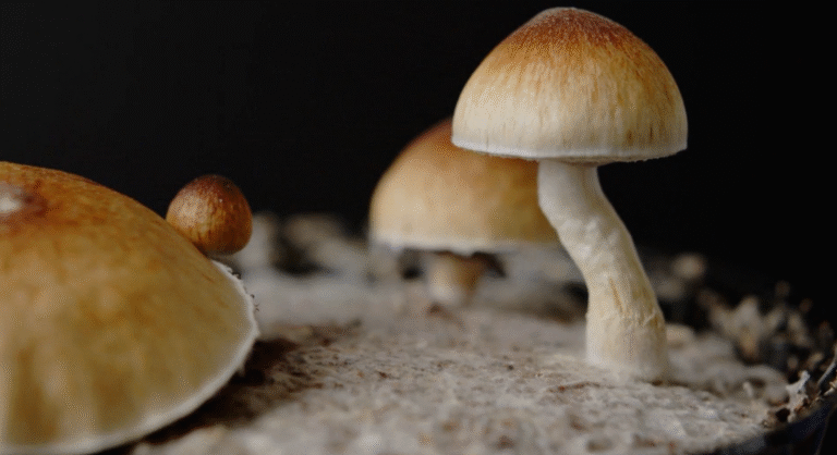 can you smoke shrooms