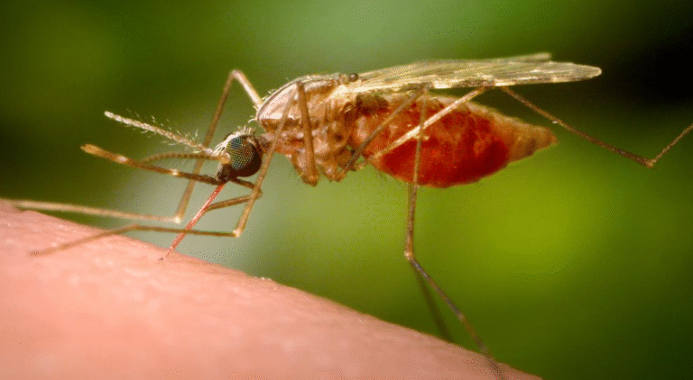 dengue fever pasco florida
