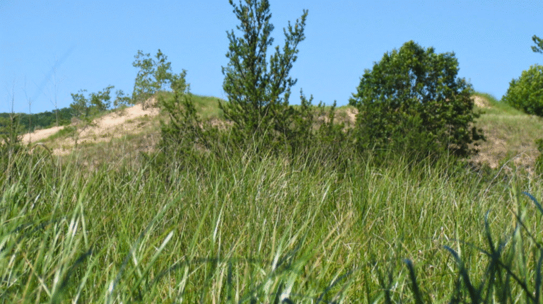 good erosion control plants