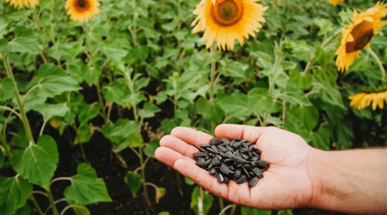 how to plant a sunflower seedling