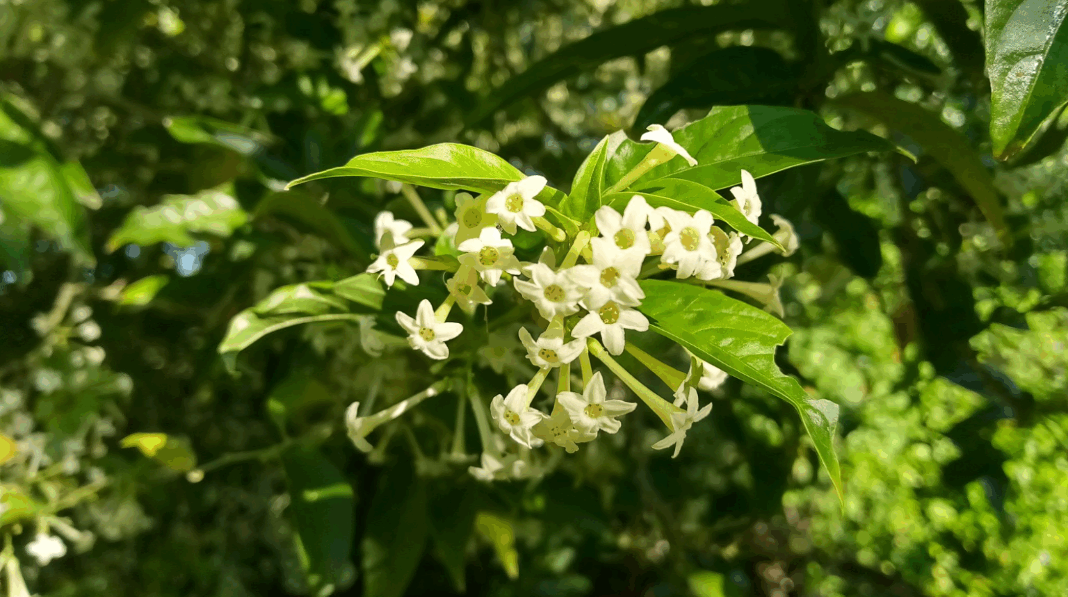 blooming jasmine plant