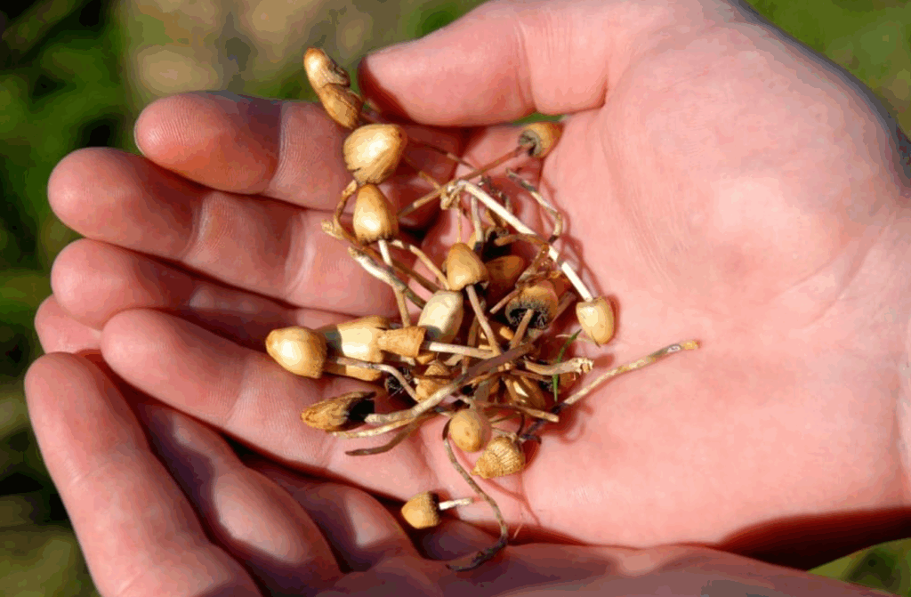 does mushrooms show up in drug tests