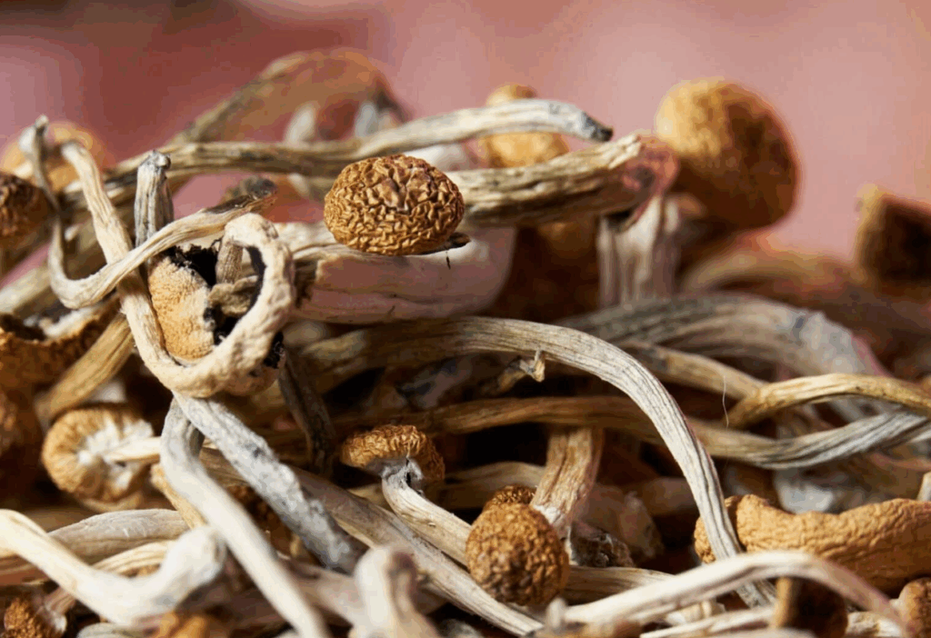 how long does shrooms stay in your system