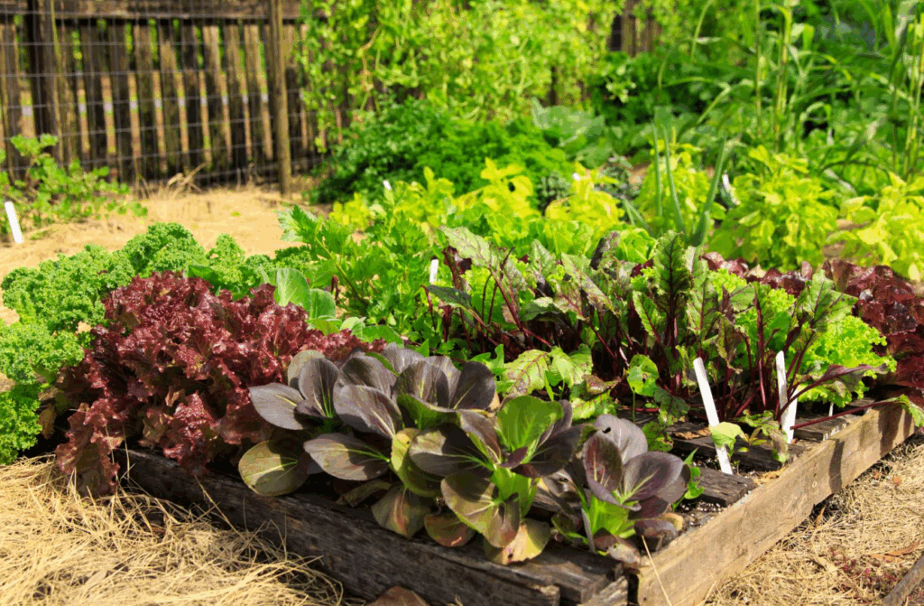 Green Guardians: Harnessing the Power of Plants to Stop Soil Erosion plants natural solutions to protect your soil