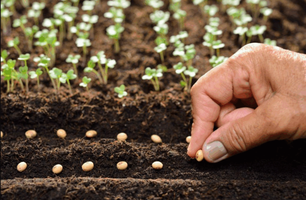 How to Plant a Sunflower Seedling: A Guide to Success from Seed to Bloom seedling