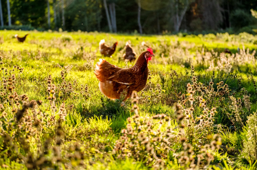 green circle chicken